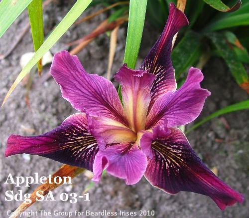 Appleton Sdg SA 03-1 (4)